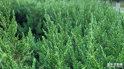 【金九银十迎双节】秋天的风景
