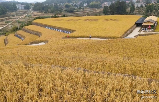 【与国同庆】黄金稻田