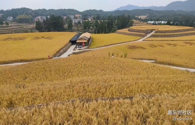 【与国同庆】黄金稻田