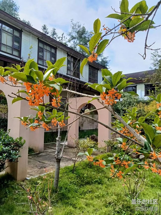 【与国同庆】桂花飘香