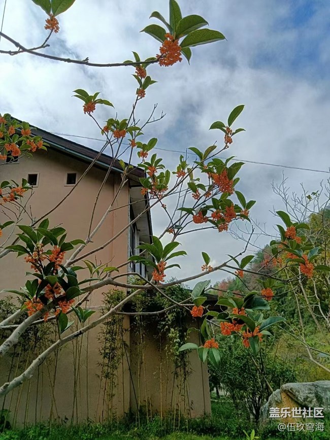 【与国同庆】桂花飘香