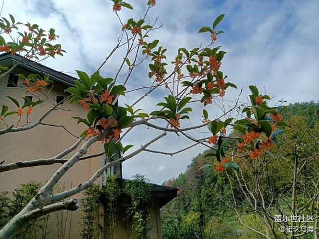 【与国同庆】桂花飘香