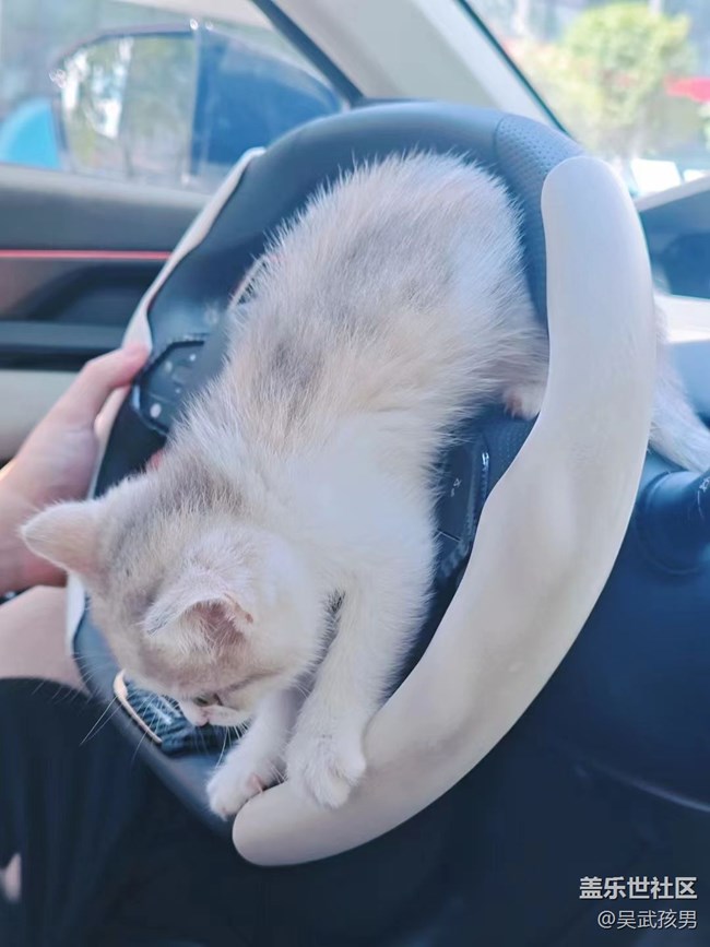 【萌萌的宠物】驾驶猫