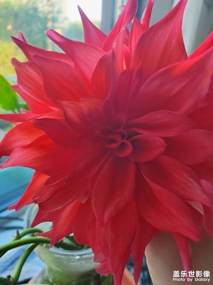 美丽的花儿