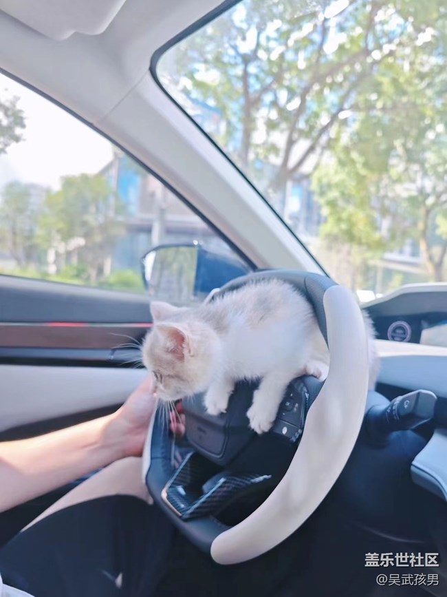 【萌萌的宠物】驾驶猫