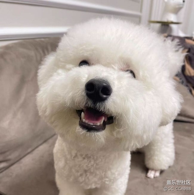 【萌萌的宠物】小可爱