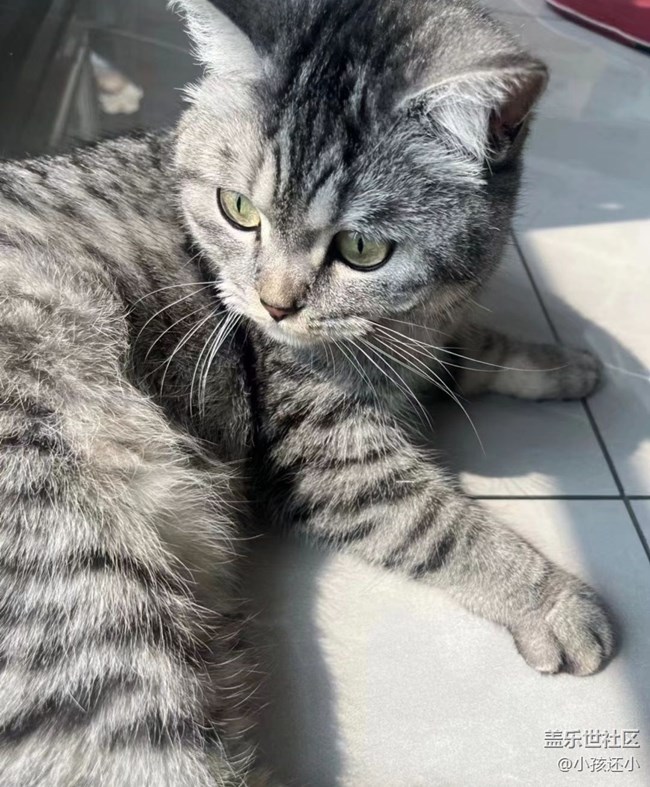 【萌萌的宠物】小宠猫