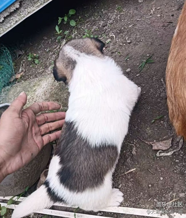 【萌萌的宠物】小狗狗