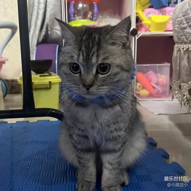 【萌萌的宠物】小宠猫