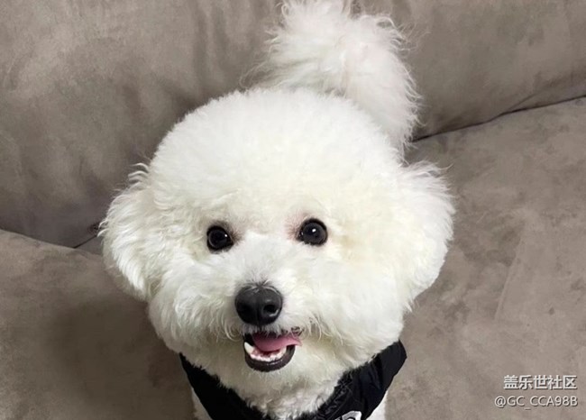 【萌萌的宠物】小可爱