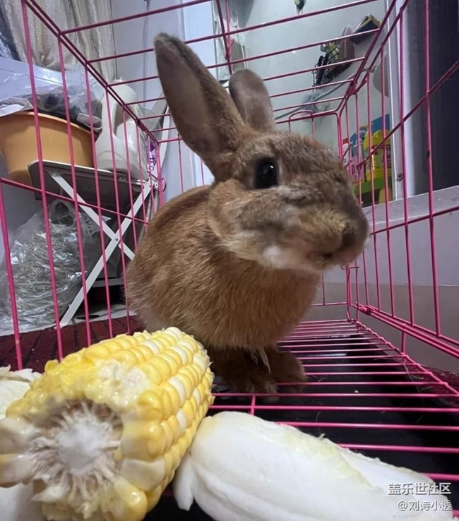 【萌萌的宠物】小毛兔