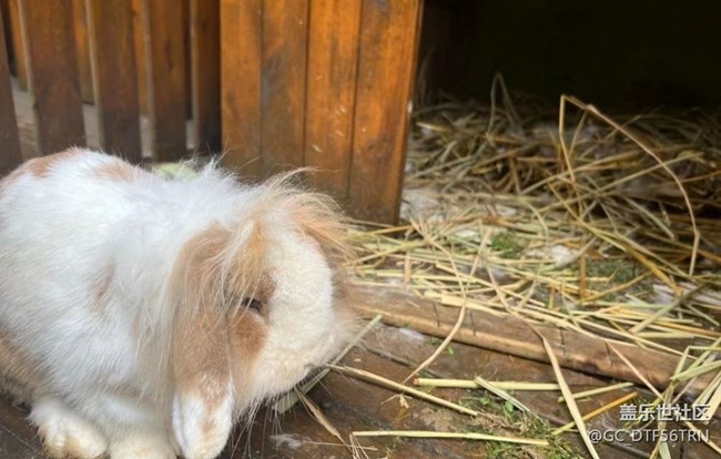 【萌萌的宠物】兔妈