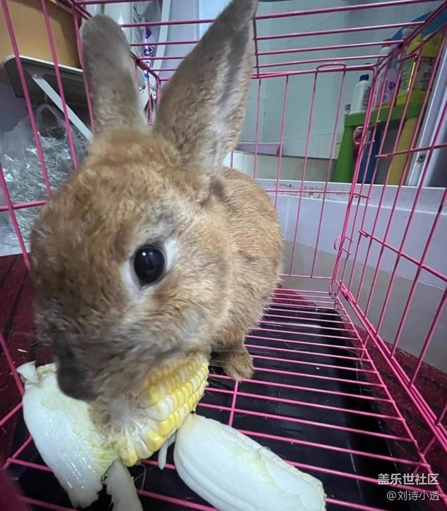 【萌萌的宠物】小毛兔