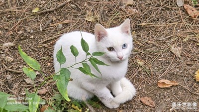 长城上的小猫