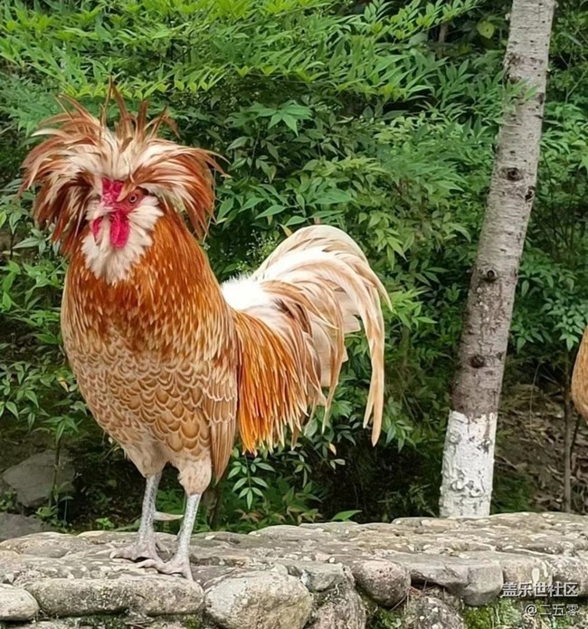 【萌萌的宠物】战斗鸡