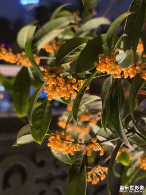 【金秋时节】河畔桂香伴月光
