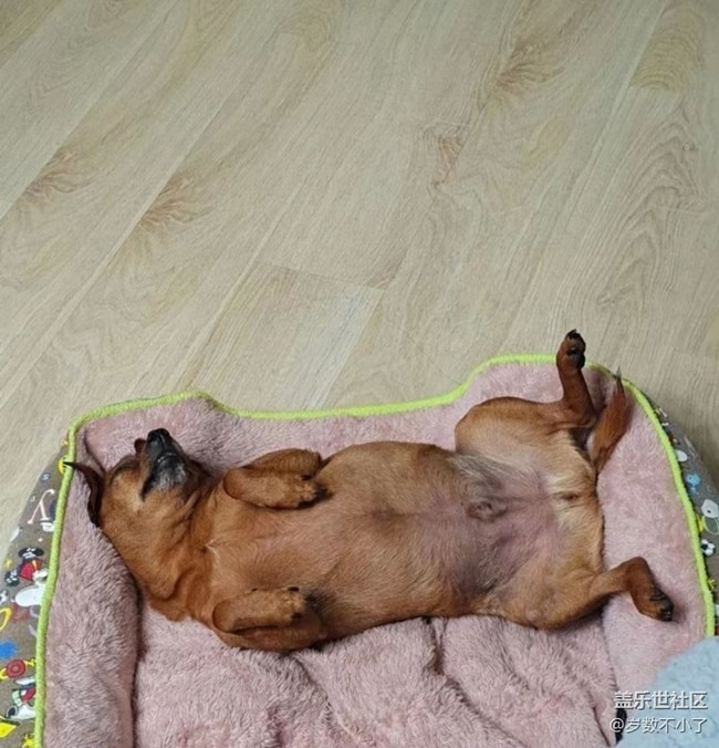 【萌萌的宠物】小狗