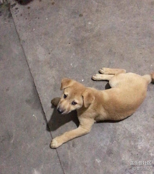 【萌萌的宠物】狗蛋