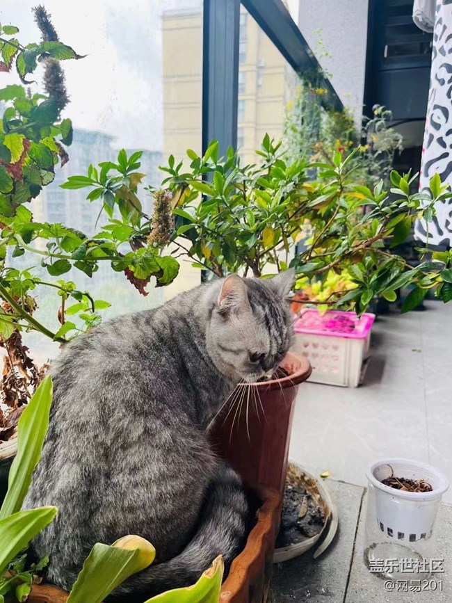 【萌萌的宠物】