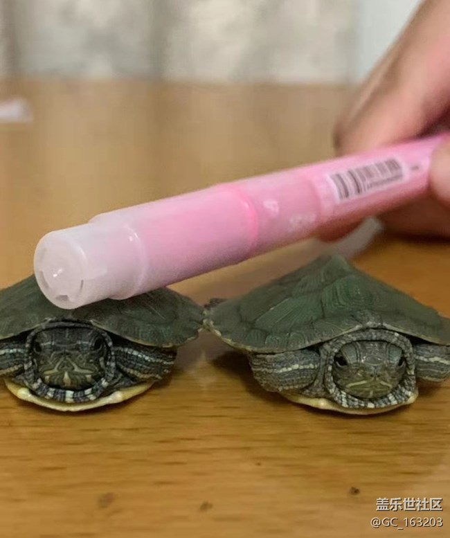 【萌萌的宠物】小乌龟