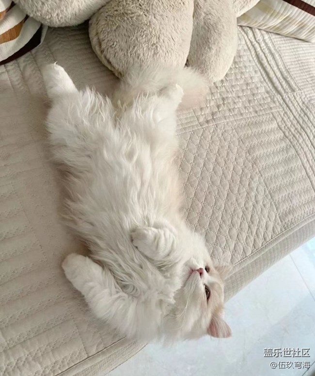 【萌萌的宠物】慵懒猫