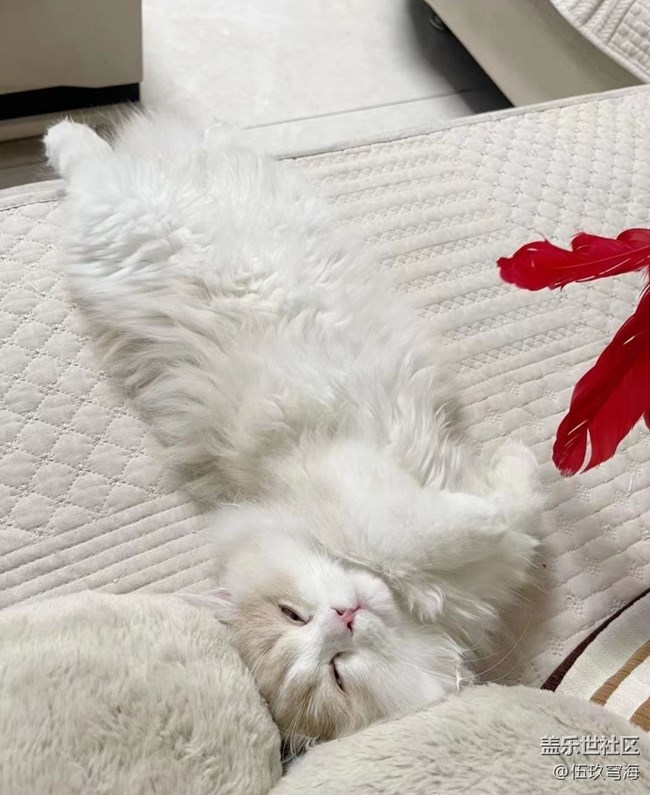【萌萌的宠物】慵懒猫