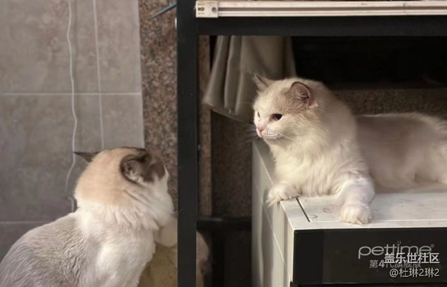 【萌萌的宠物】可爱猫