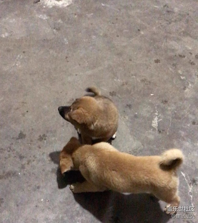 【萌萌的宠物】狗蛋