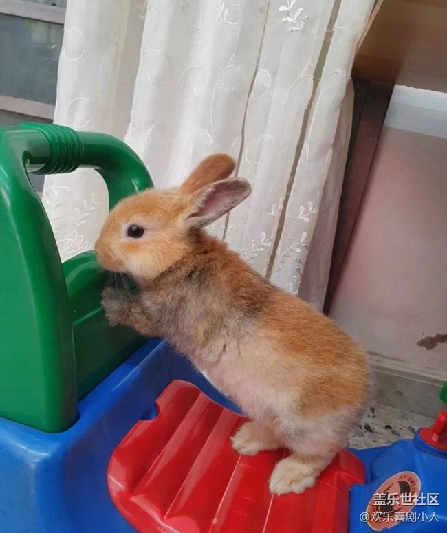 【萌萌的宠物】小兔兔