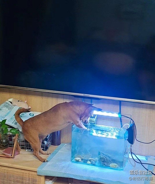【萌萌的宠物】狗狗