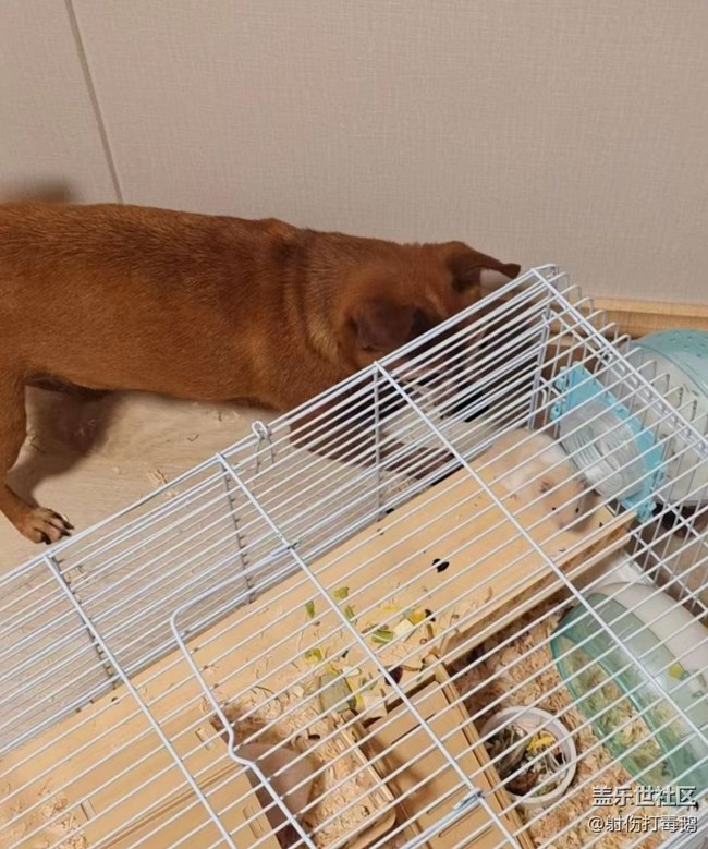 【萌萌的宠物】狗狗