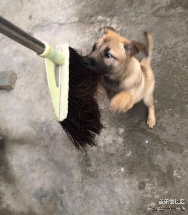 【萌萌的宠物】小土狗