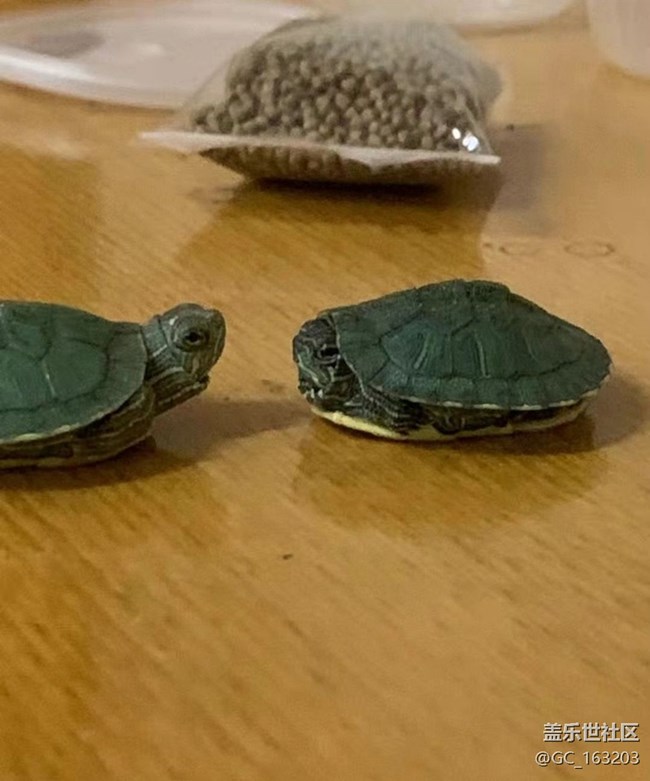 【萌萌的宠物】小乌龟