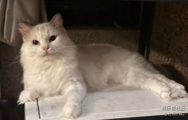 【萌萌的宠物】可爱猫