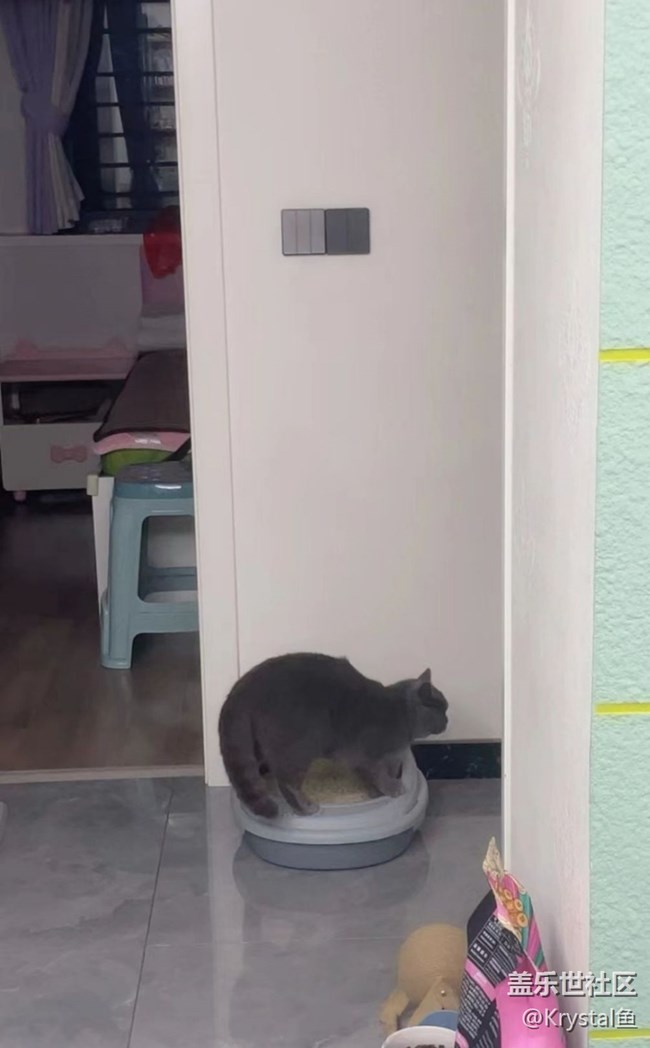 【萌萌的宠物】新成员