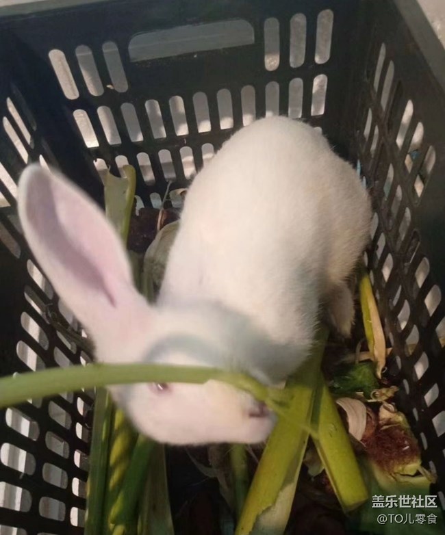 【萌萌的宠物】白兔