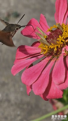 【金秋时节】+五彩斑斓