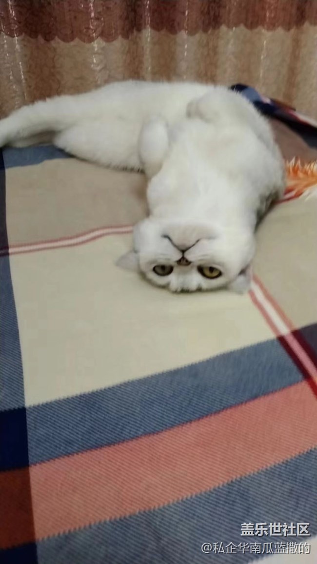 【萌萌的宠物】丑猫