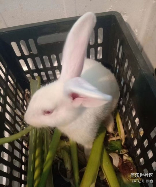 【萌萌的宠物】白兔