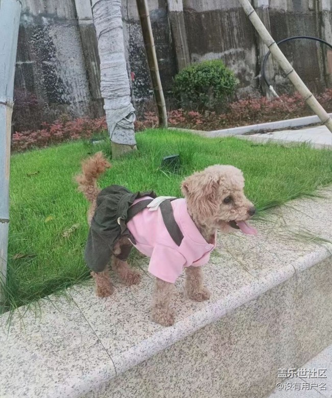 【萌萌的宠物】穿新衣