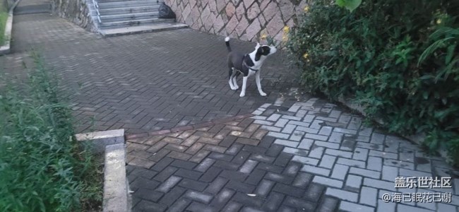 【萌萌的宠物】小花