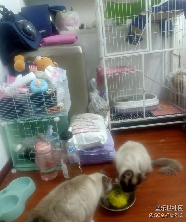 【萌萌的宠物】宠物猫