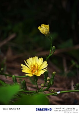 暗调拍花
