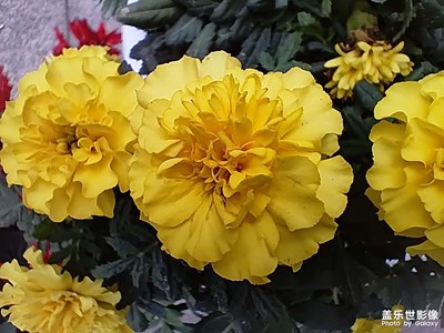 【金秋时节】+小花花