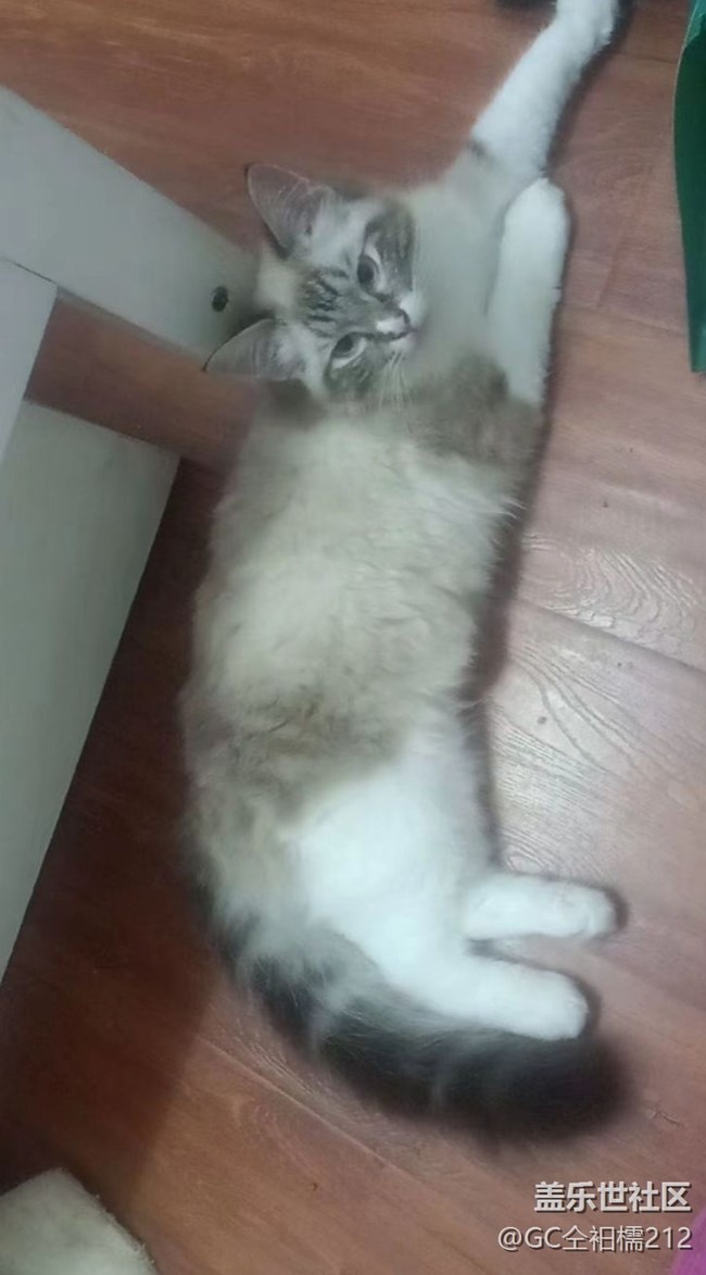 【萌萌的宠物】宠物猫