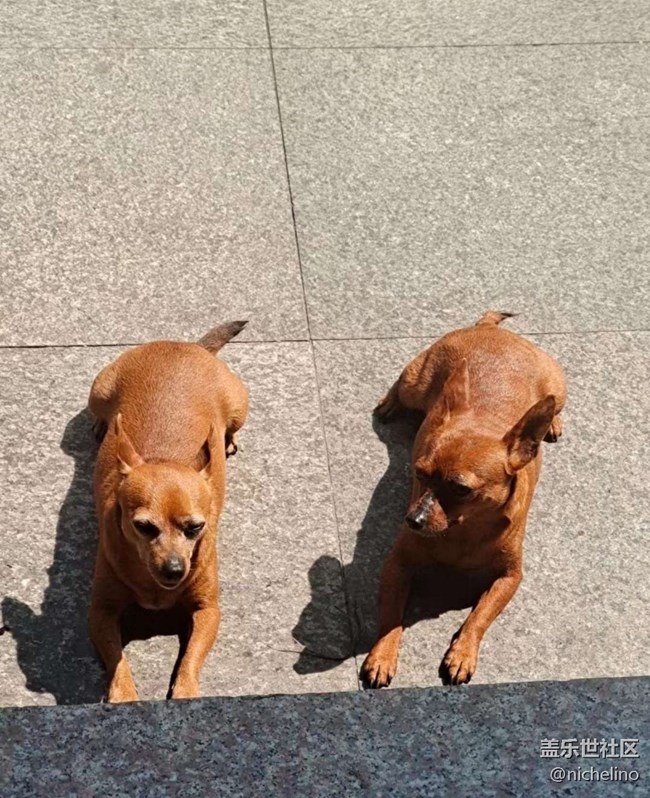 【萌萌的宠物】狗狗