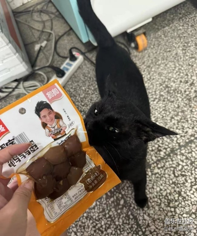 【萌萌的宠物】馋猫