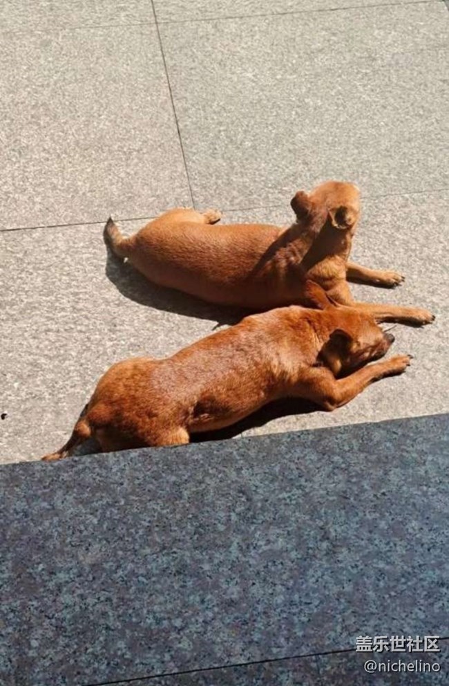 【萌萌的宠物】狗狗