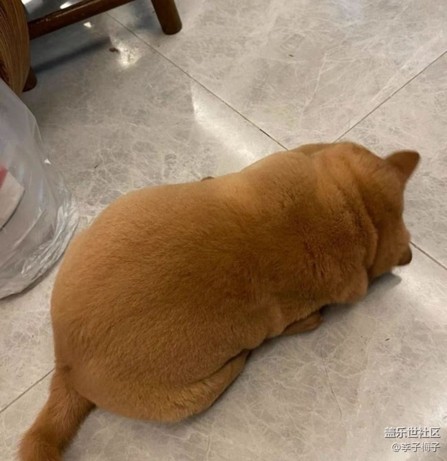 【萌萌的宠物】胖狗