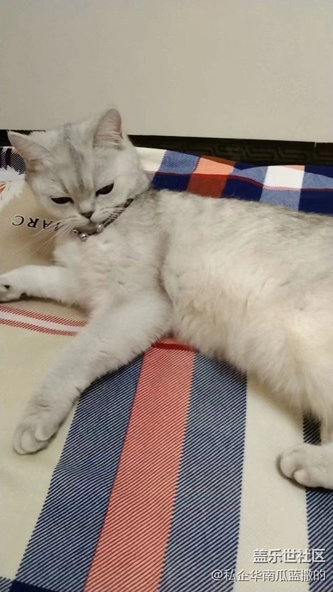【萌萌的宠物】丑猫